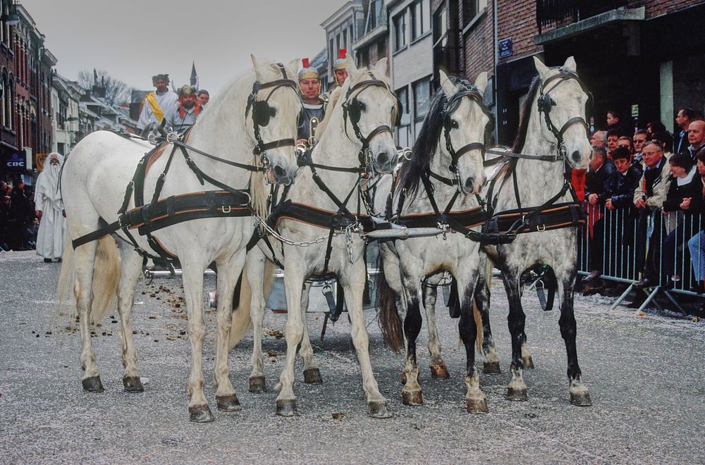 HERVE - BELGIQUE : (2006) - CHEVAUX BLANCS - BEN HUR