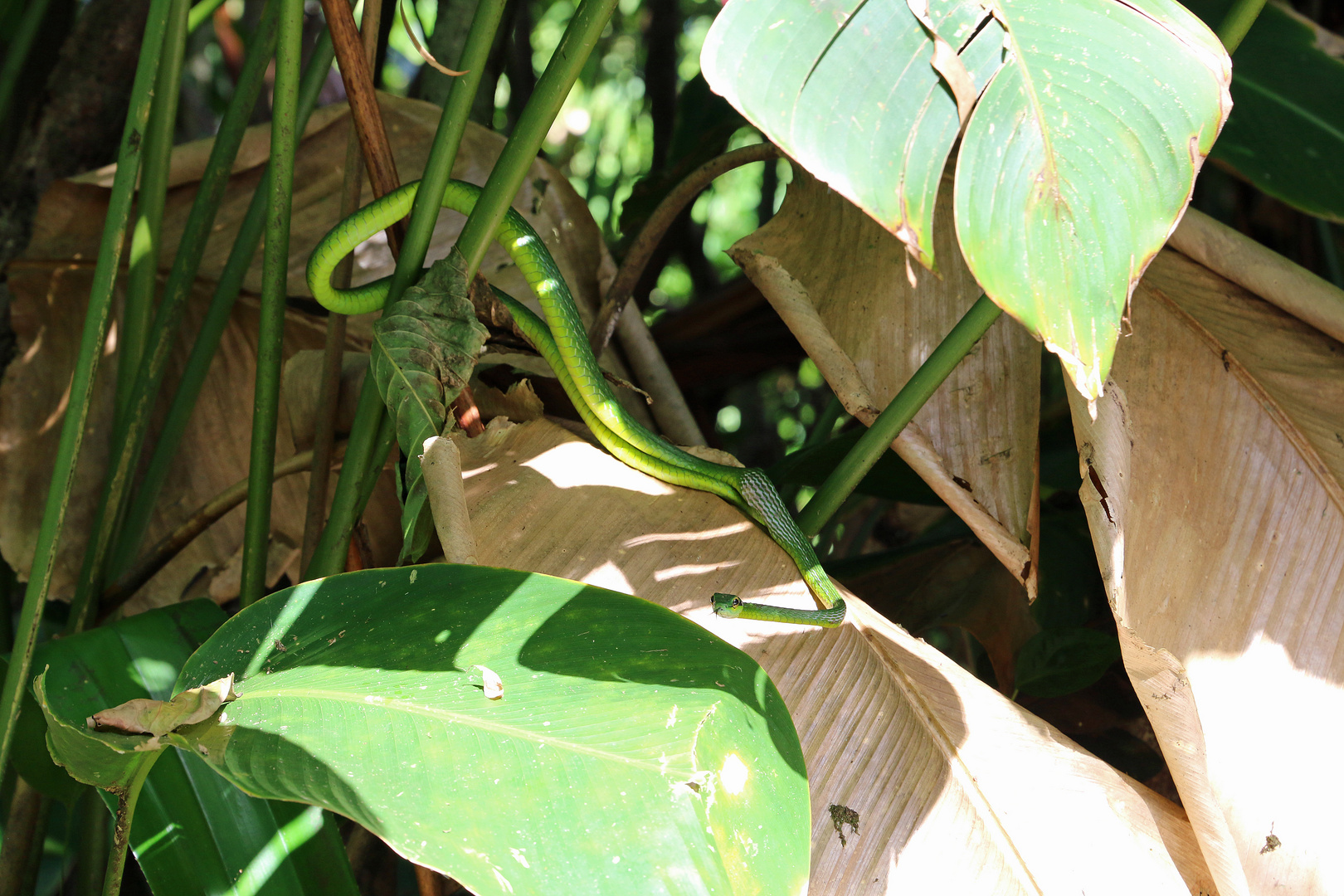 Hervorragende Tarnung Foto & Bild north america, central america