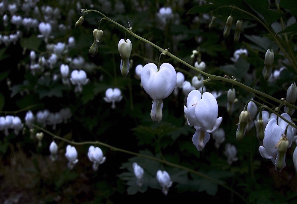 Herz-Albino?