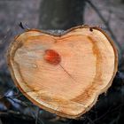 Herz aus Holz