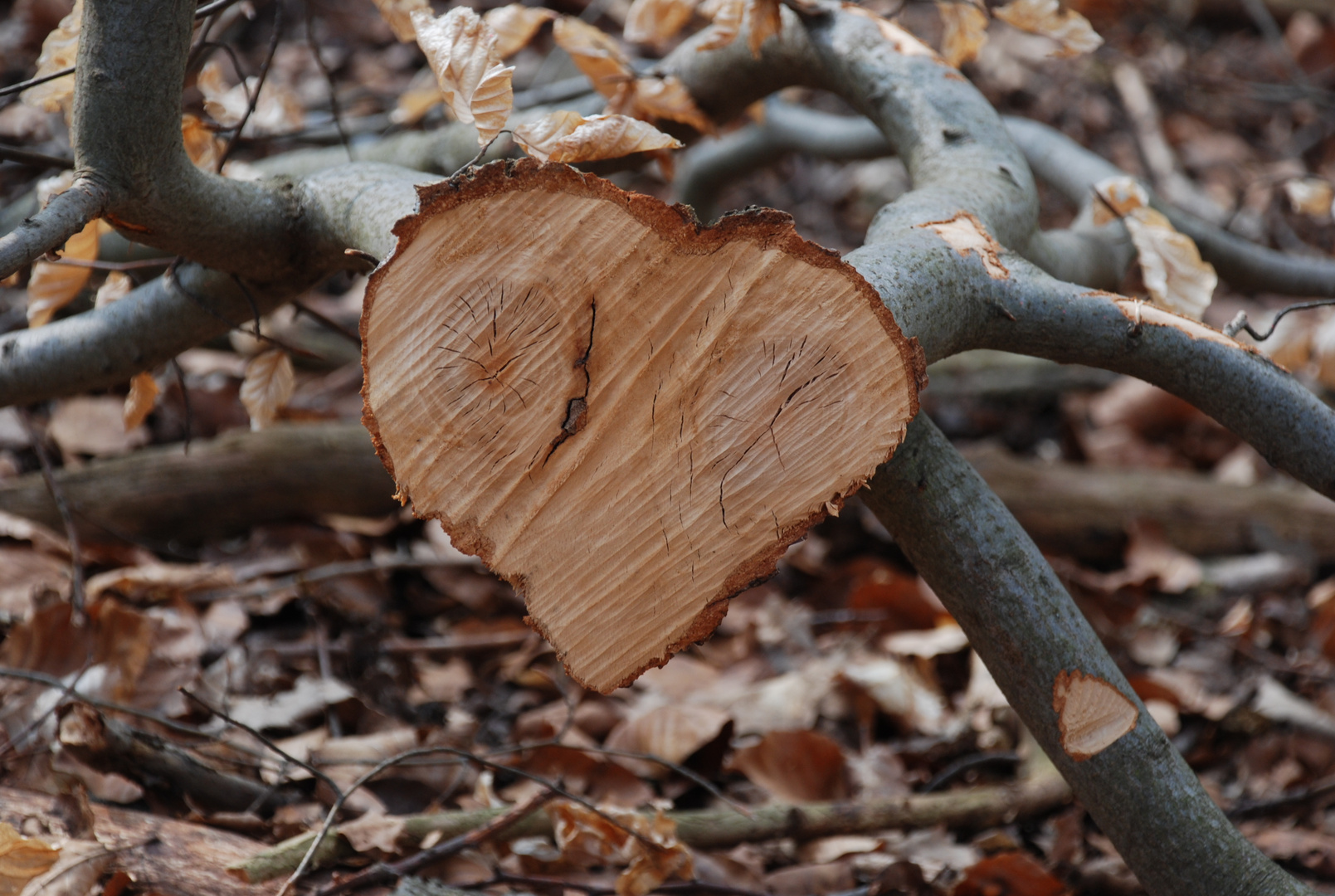 Herz aus Holz... Foto & Bild pflanzen, pilze & flechten, natur Bilder