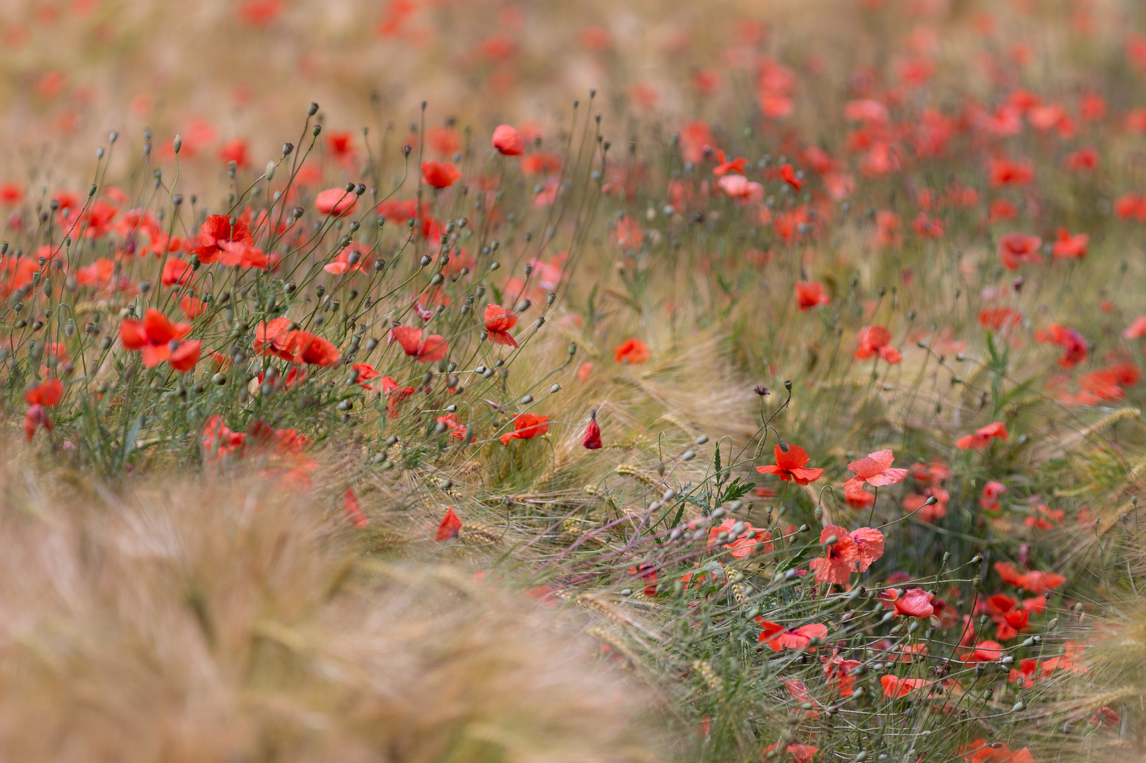 Herz aus Mohn