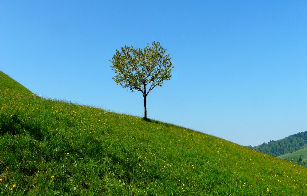 Herz-Baum