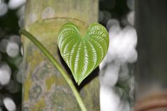 Herz - Blatt