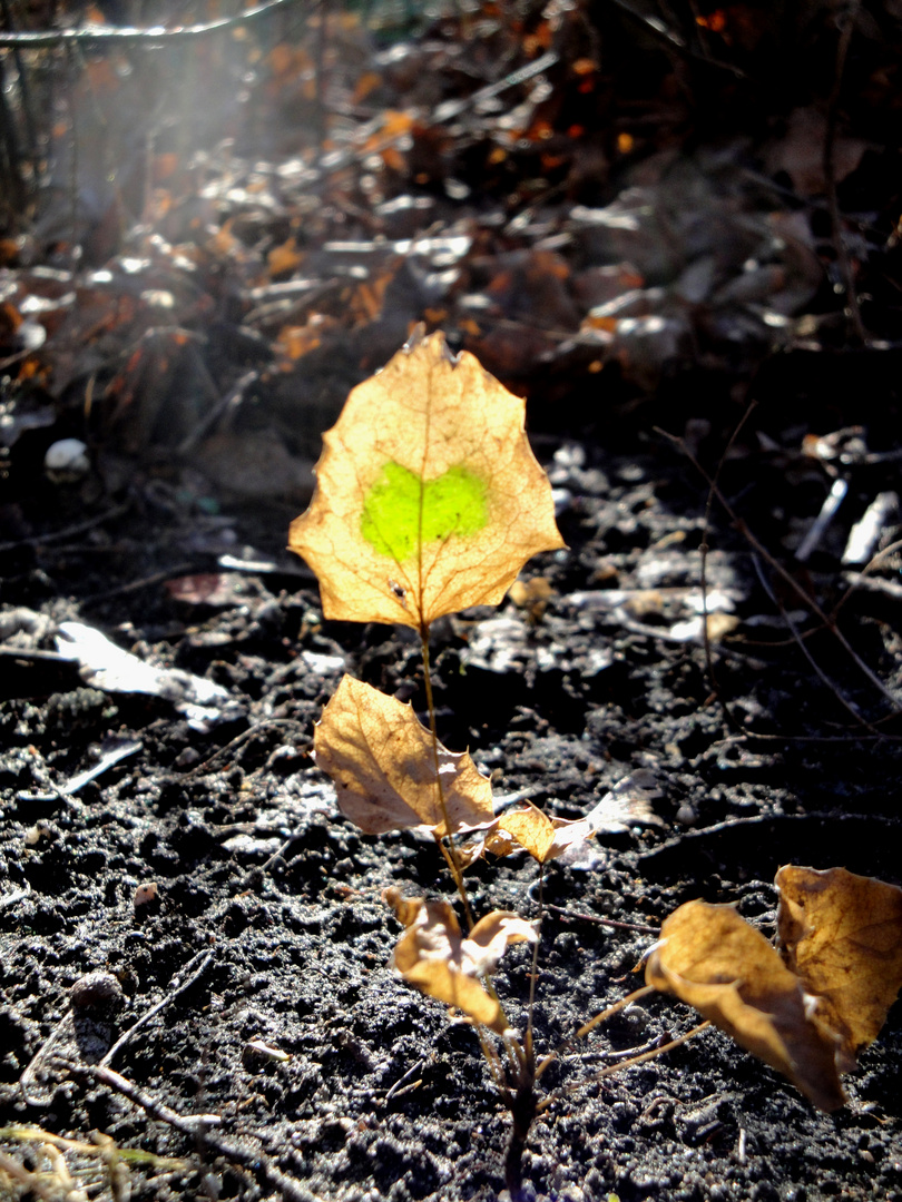 (Herz-)Blatt