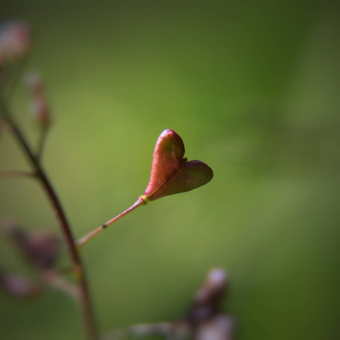 Herz Blatt Foto & Bild naturmakros, naturkreativ, aufnahmetechniken