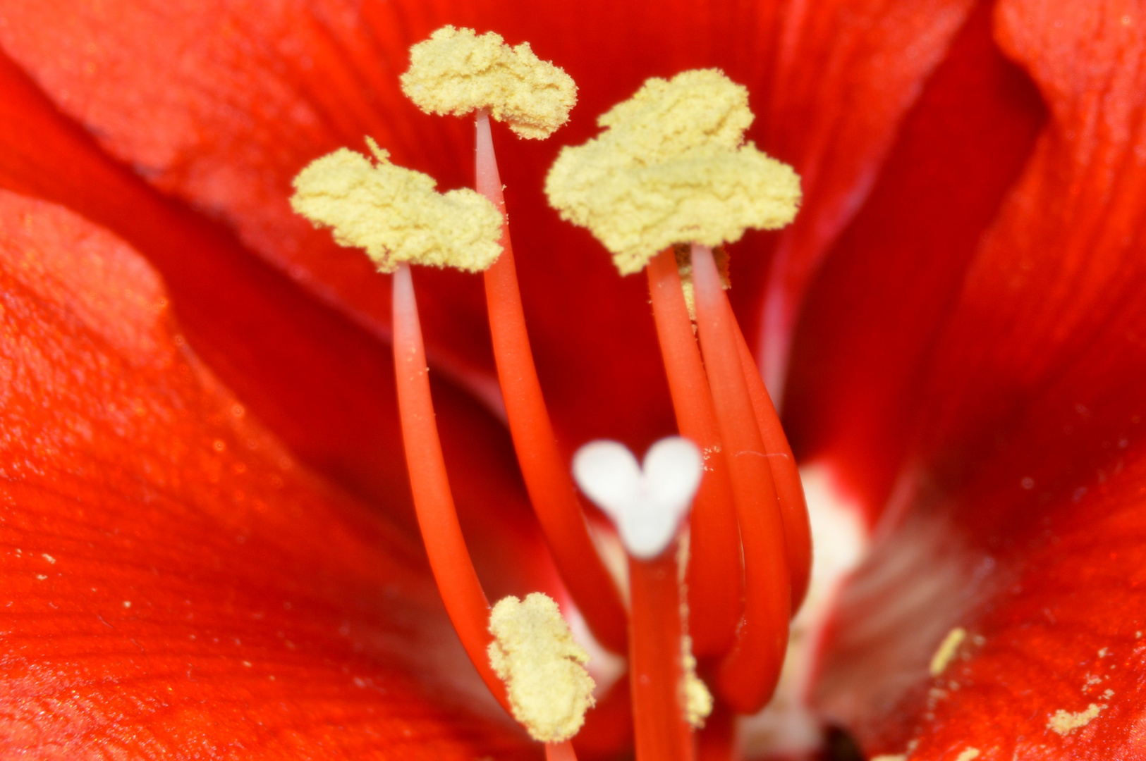 Herz der Amaryllis