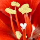 Herz der Amaryllis