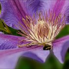 Herz der Clematis