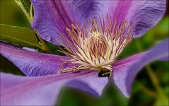 Herz der Clematis