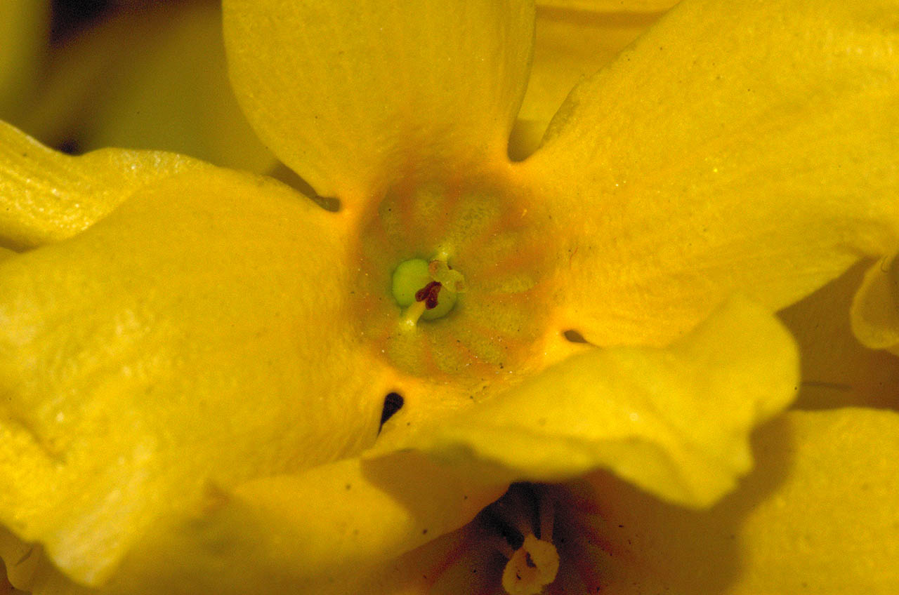 Herz der Forsythienblüte