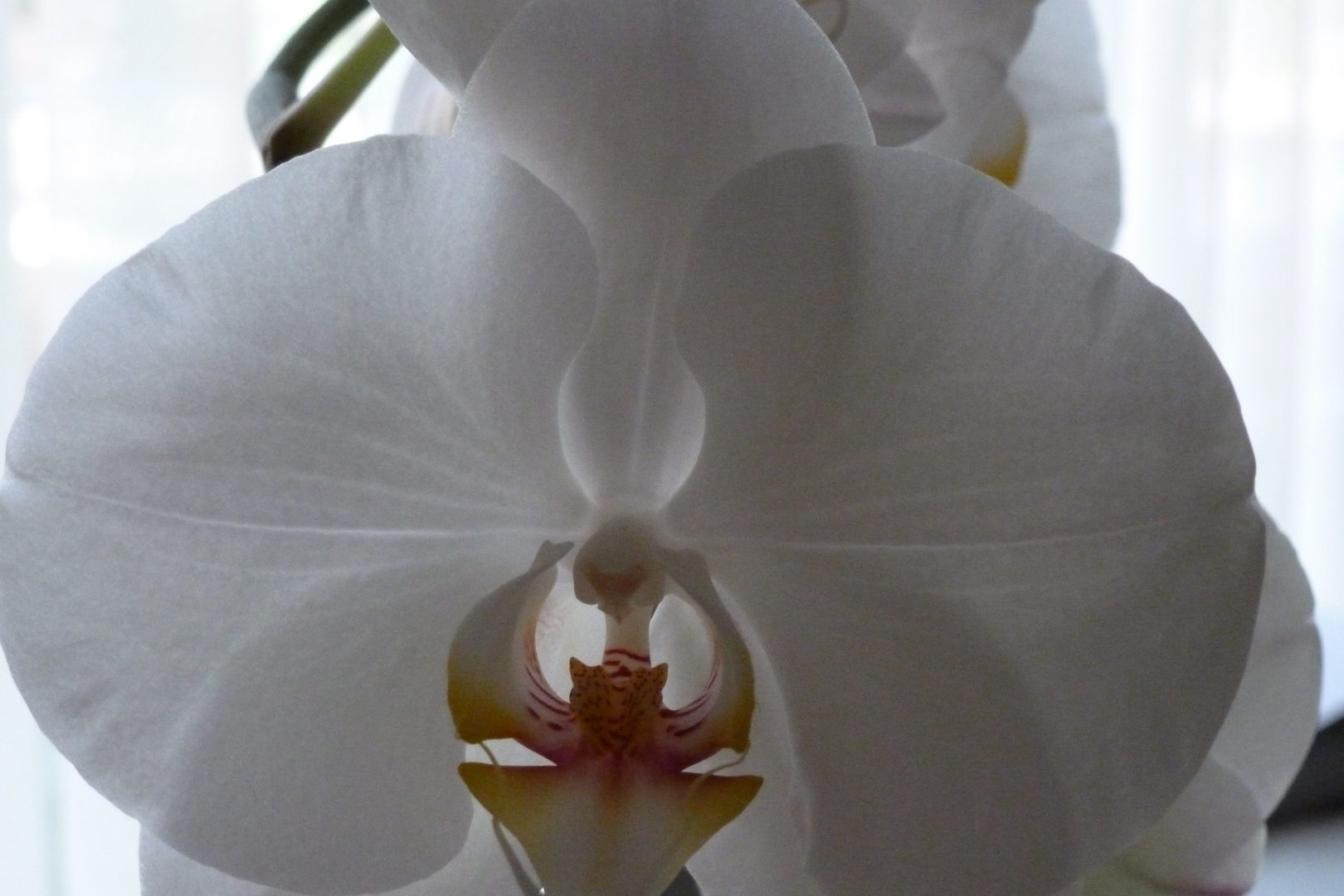 Herz der Orchidee