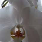 Herz der Orchidee