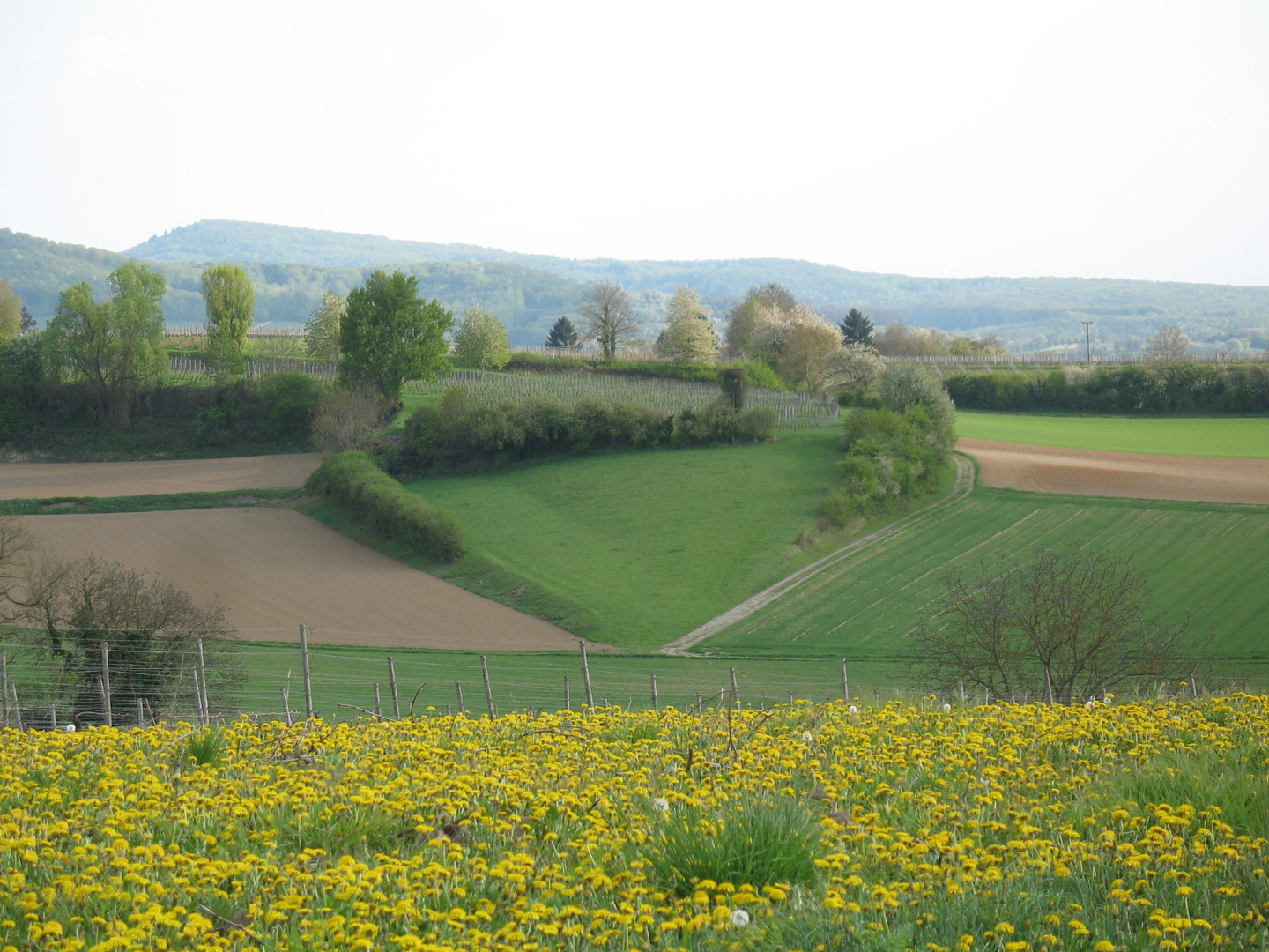 Herz des Markgräflerlandes