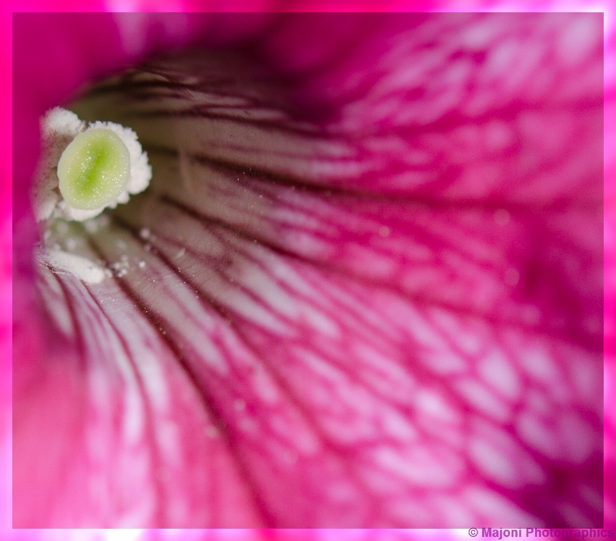 Herz einer Blüte