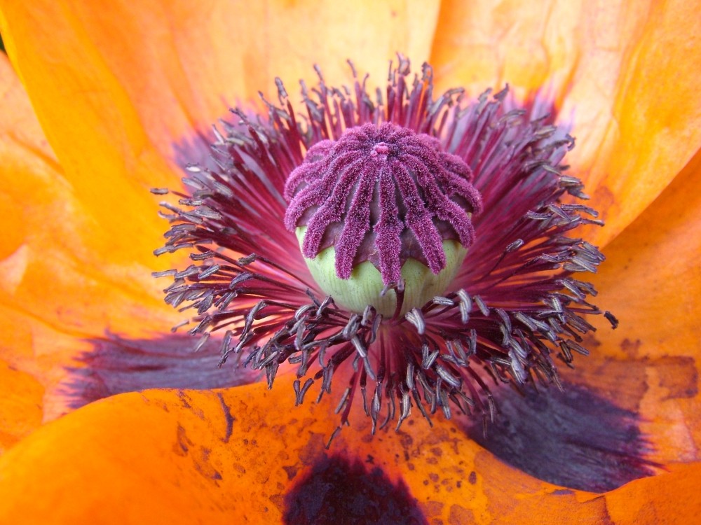 Herz einer Mohnblüte Foto &amp; Bild | pflanzen, pilze &amp; flechten, blüten ...