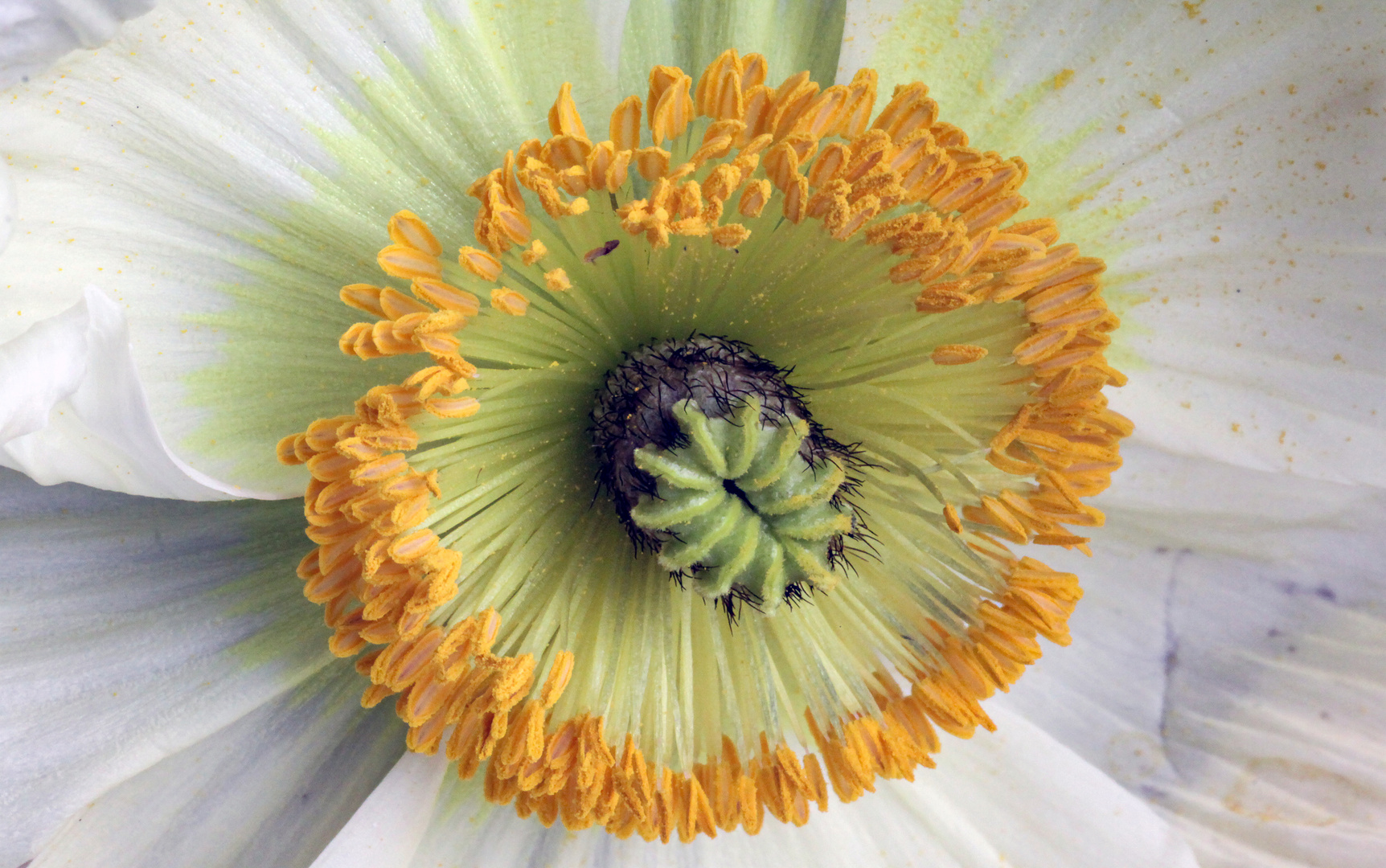 Herz einer Mohnblume Foto &amp; Bild | macro , natur, macro Bilder auf ...