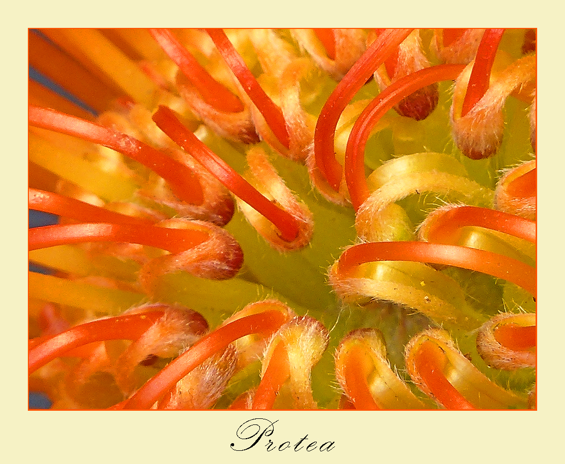 Herz einer Protea