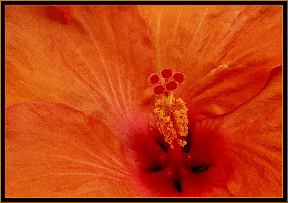  Herz eines Hibiscus 