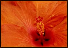  Herz eines Hibiscus 