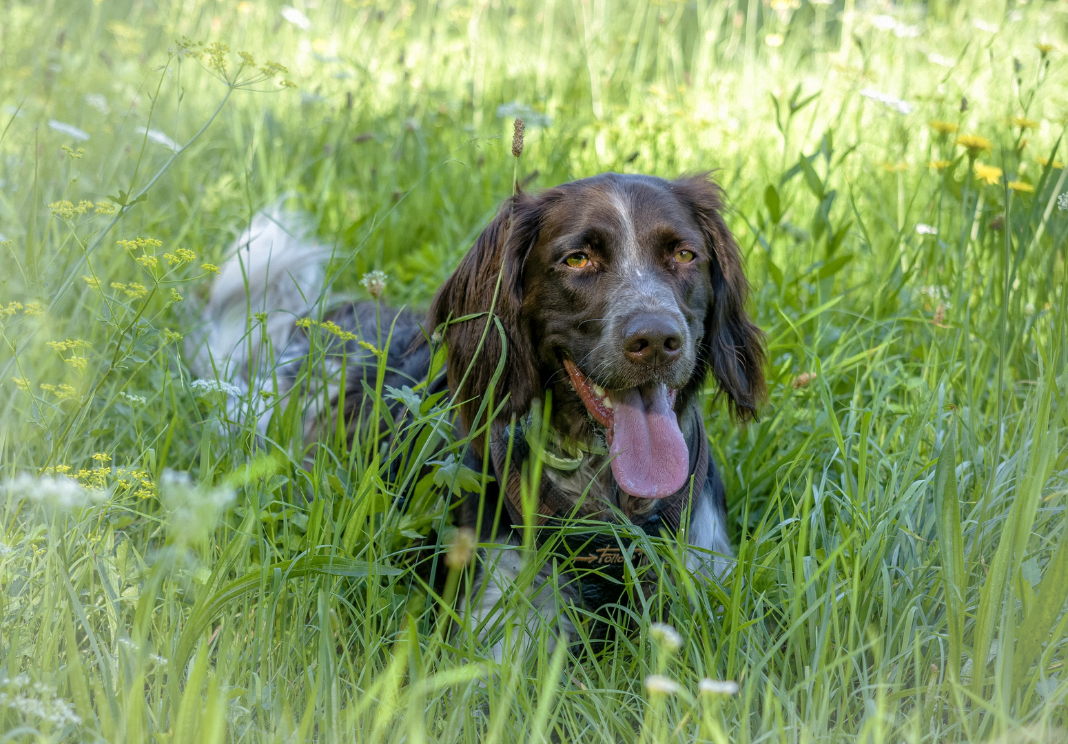 Herz gesucht - und schon gefunden !