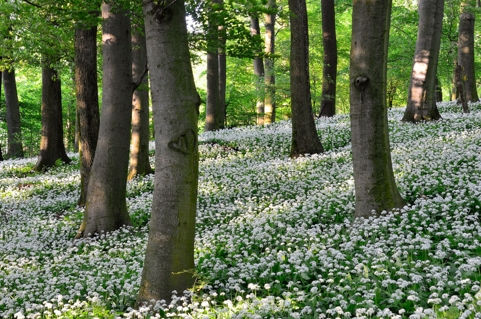 Herz im Bärlauchfeld