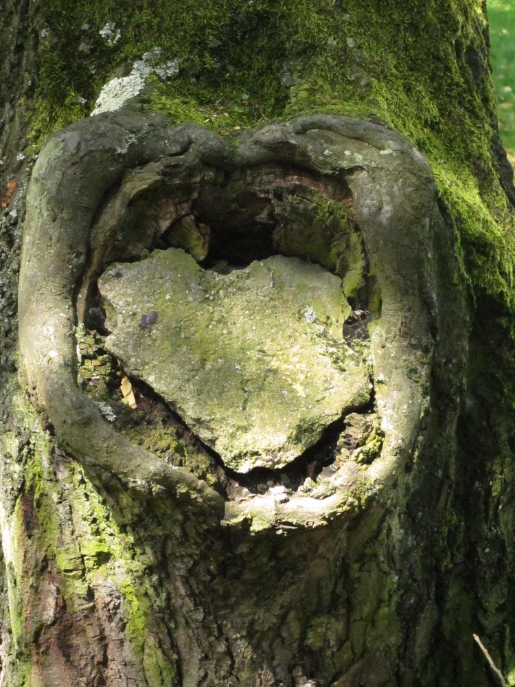 herz im baum von nrwsandra 