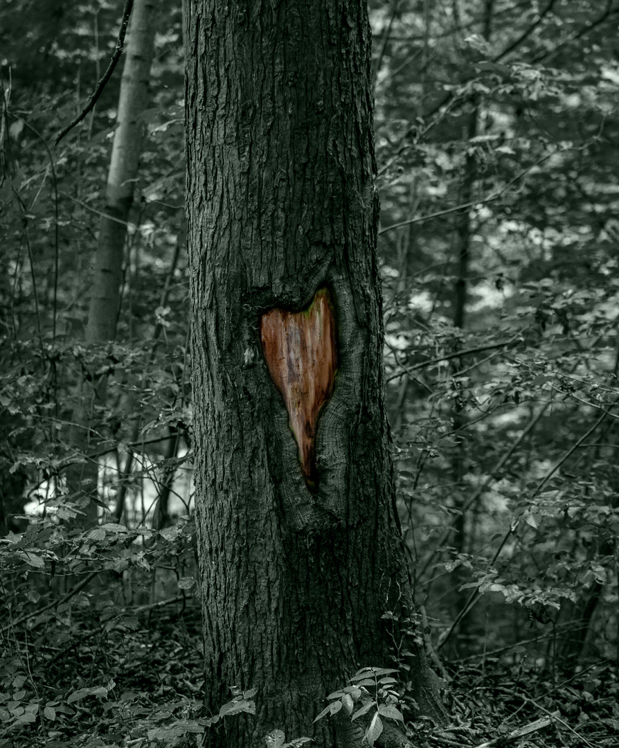  Herz im Baum