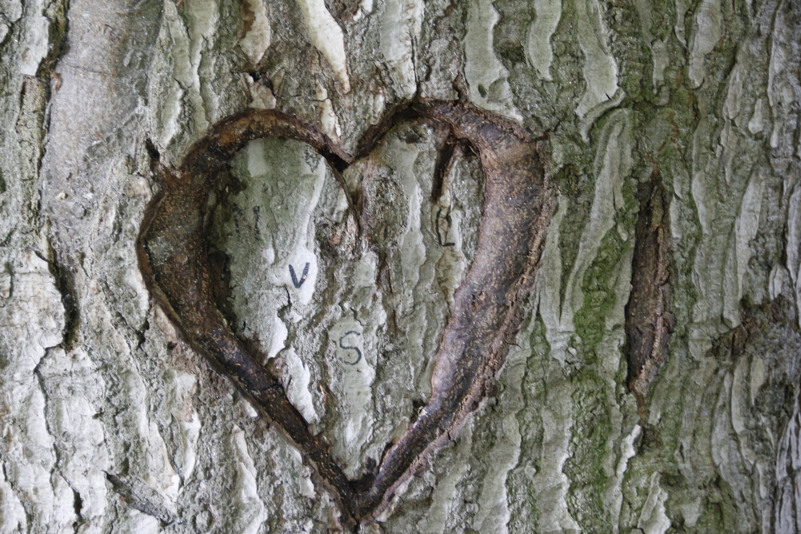 Herz im Baum