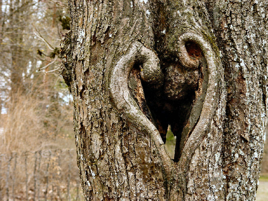 Herz in einem Baum / Heart in a tree