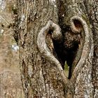 Herz in einem Baum / Heart in a tree