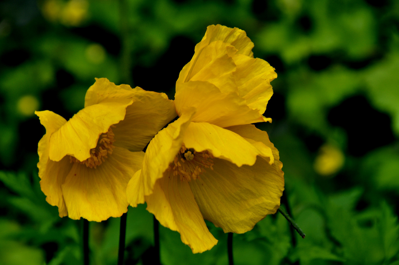 Herz-Mohn Foto &amp; Bild | pflanzen, pilze &amp; flechten, blüten ...