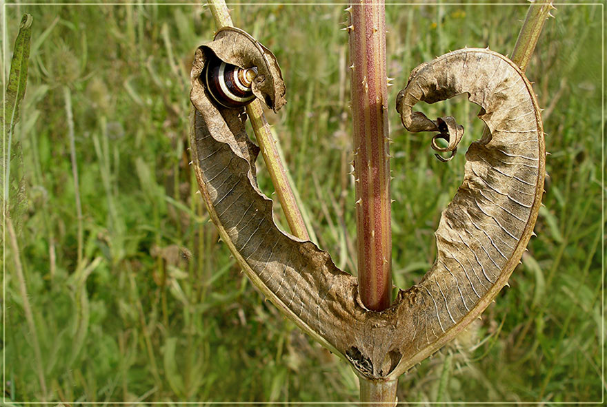 Herz-Schnecke