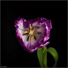 Herz-Tulpe