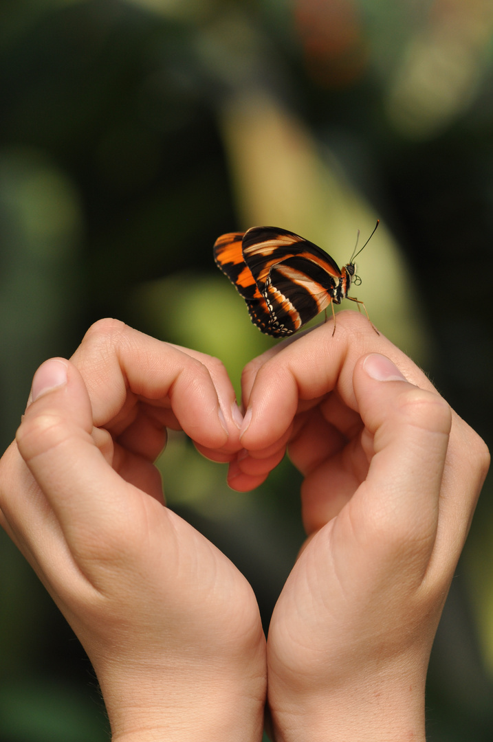 Herz und Schmetterling