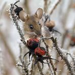 Herzallerliebst... nun mit Galerie - Sternchen *