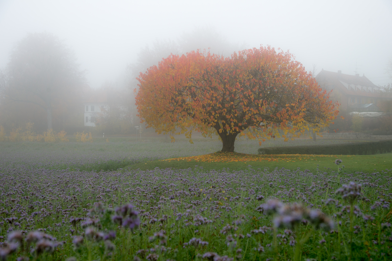 Herzbaum