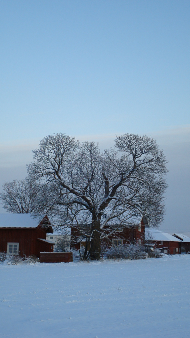 herzbaum