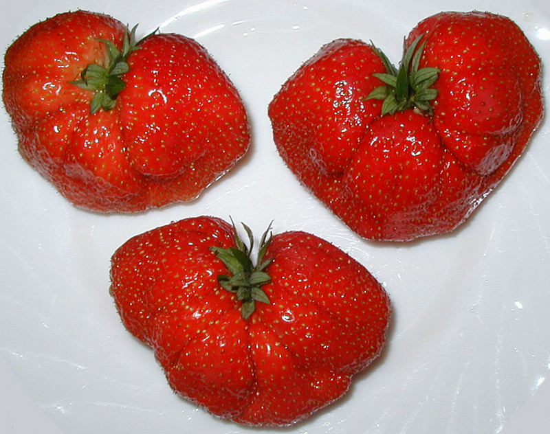 Herzbeeren