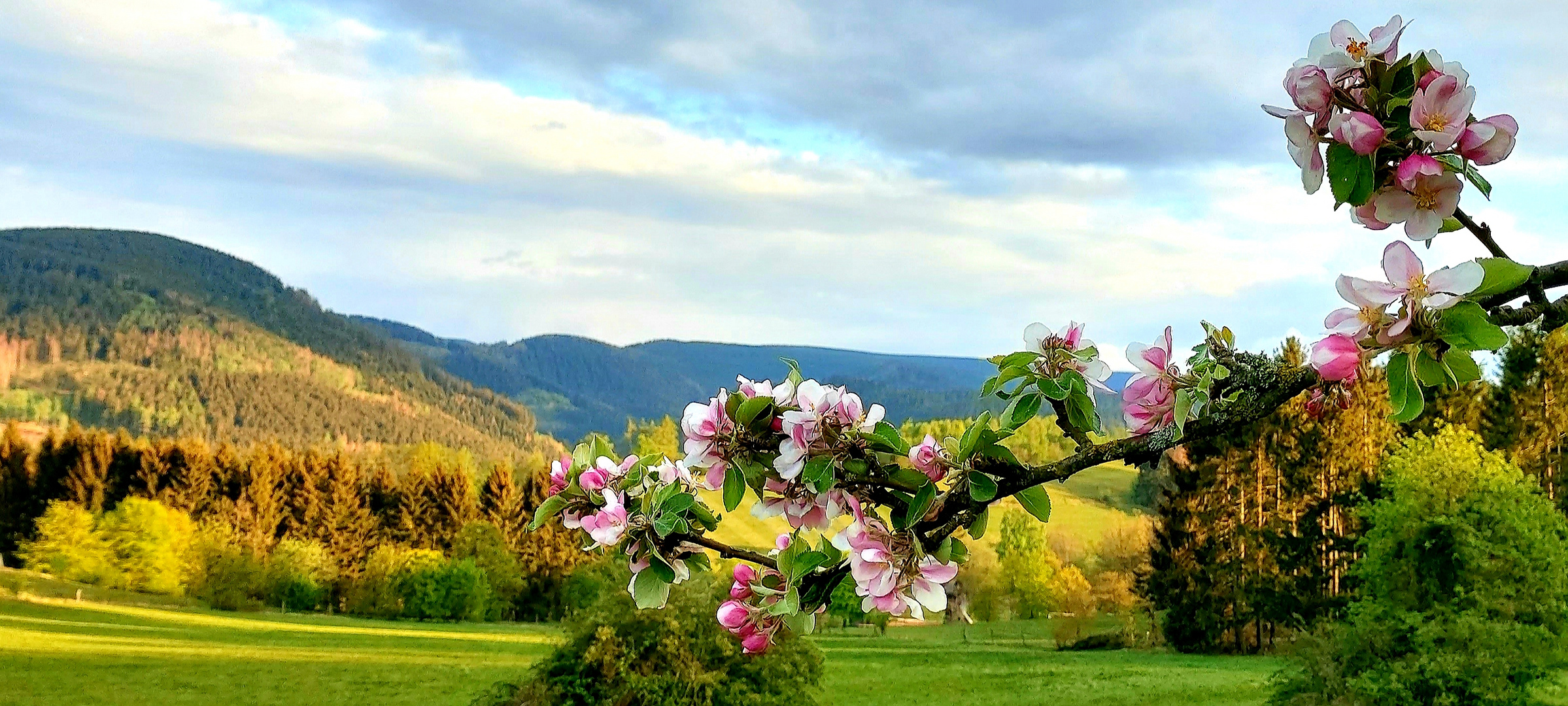 Herzberg mit Apfelblüte - Goslar 