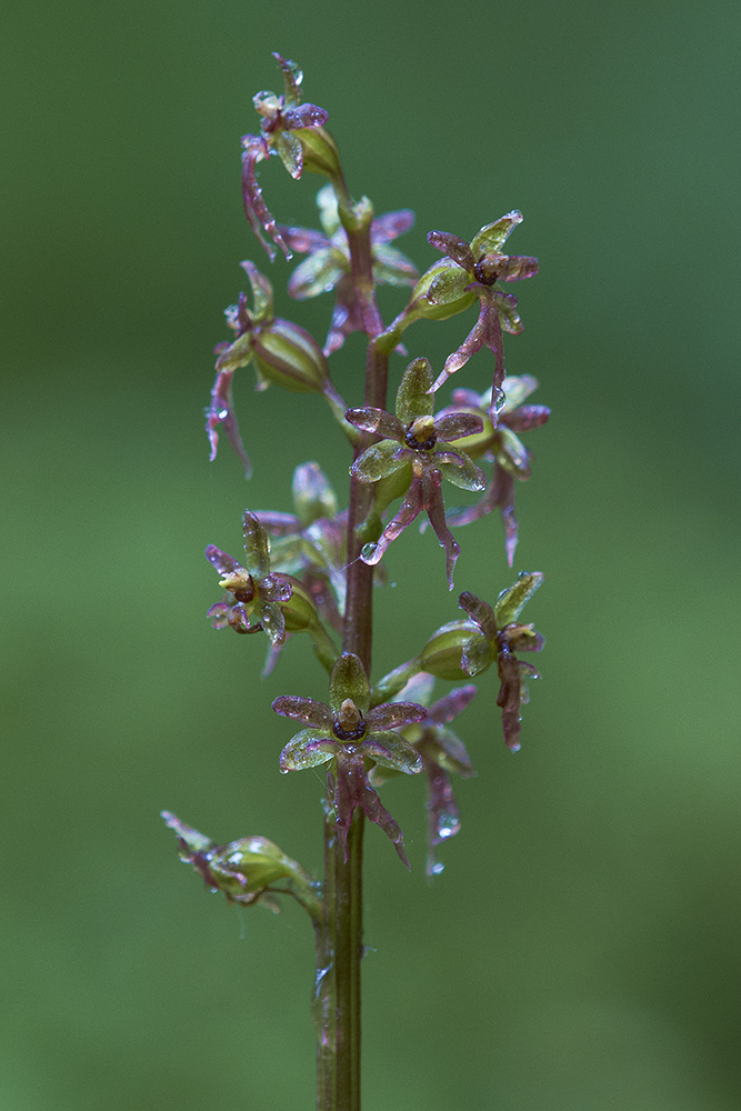 Herzblättchen (Listera cordata)