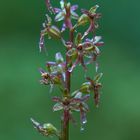 Herzblättchen (Listera cordata)