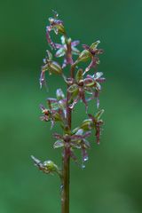 Herzblättchen (Listera cordata)