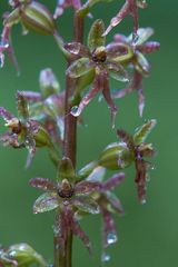 Herzblättchen (Listera cordata) Detailaufnahme