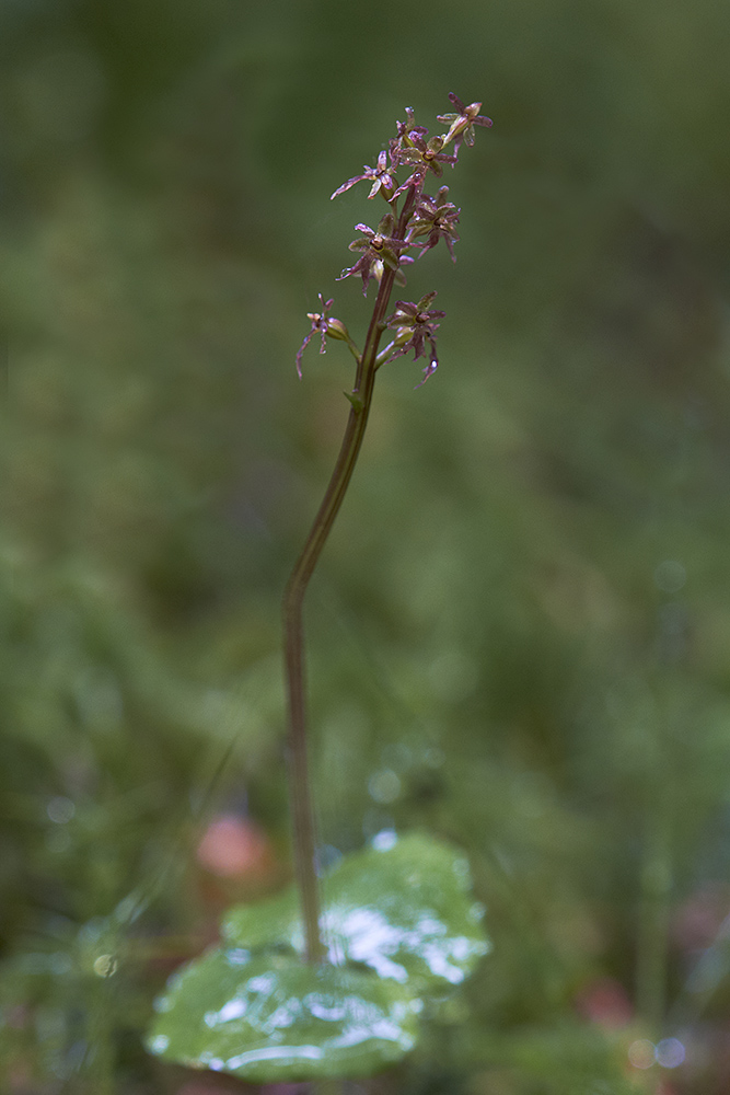 Herzblättchen (Moor-Zweiblatt) Listera cordata