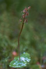 Herzblättchen (Moor-Zweiblatt) Listera cordata