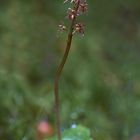 Herzblättchen (Moor-Zweiblatt) Listera cordata