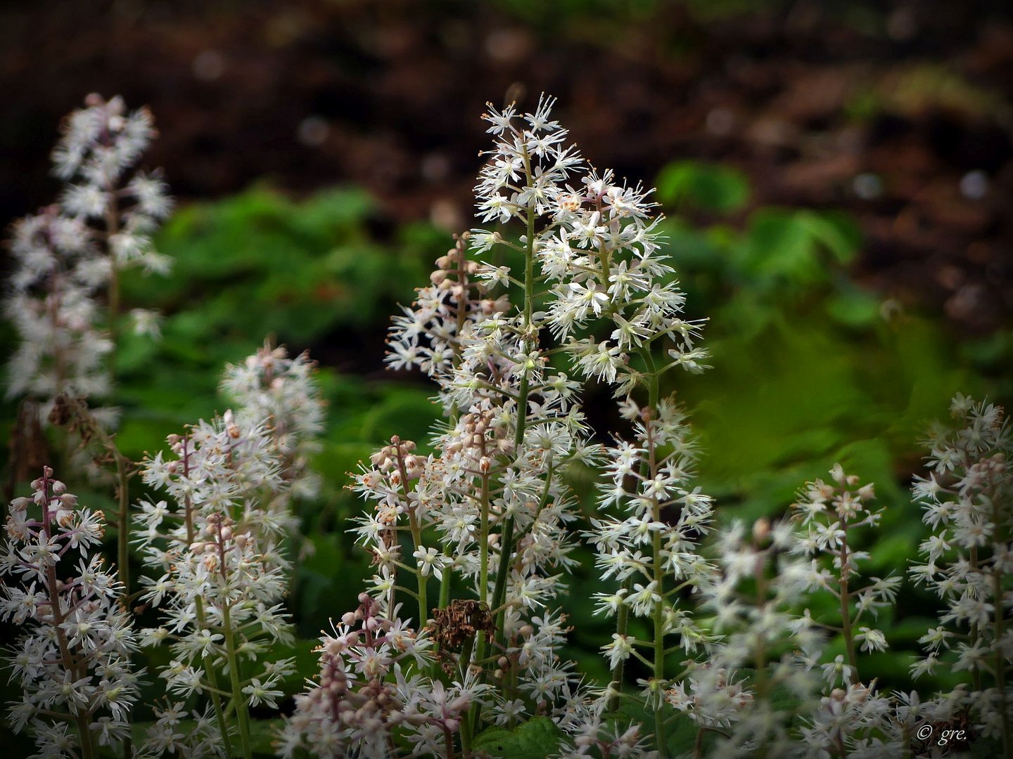 Herzblätterige Schaumblüte