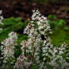 Herzblätterige Schaumblüte