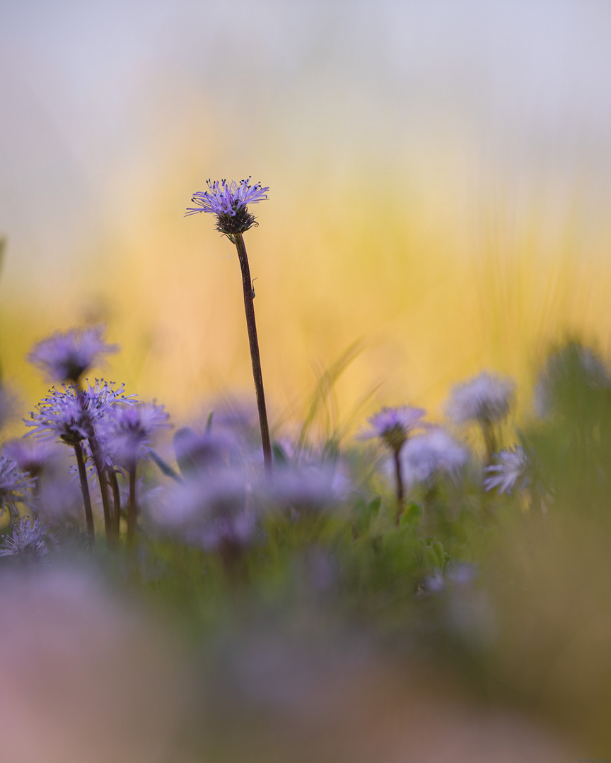 Herzblättrige Kugelblume-0430